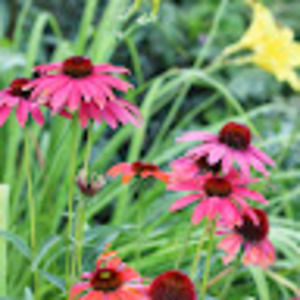 Meet your Posher, Danette